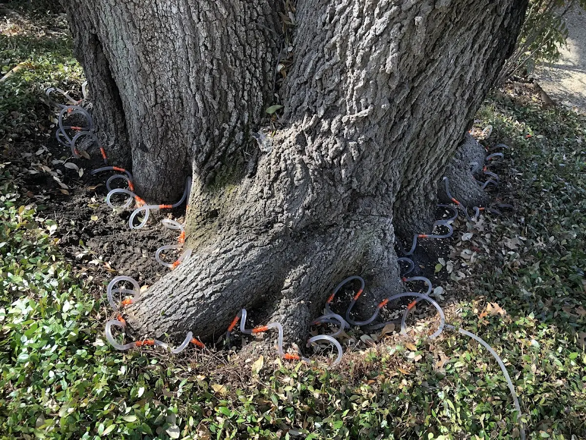 Detailed Tree Cabling and Bracing job site in Union Hill